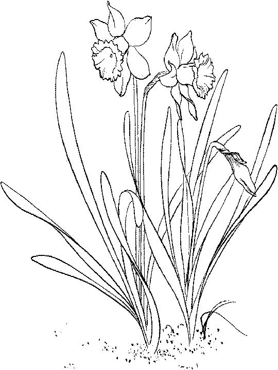 Plansa de colorat cu Primavara 94 124